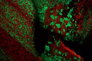 Zinc_fluorescence-s Willemite (green) and calcite (red) fluorescence