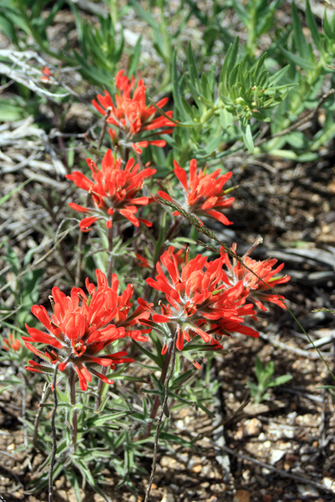 Indian paintbrush