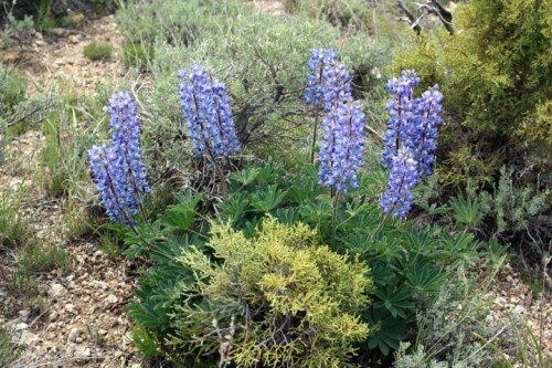 Blue Lupine