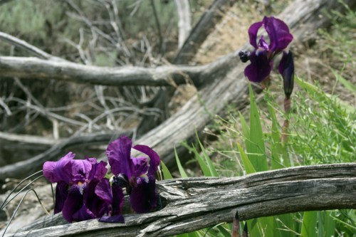 Wild irises at Dividend
