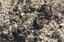 Site_2-close-s Site 2 dense crust