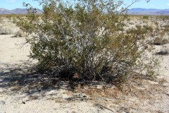 Creosote_Bush-s Creosote bush