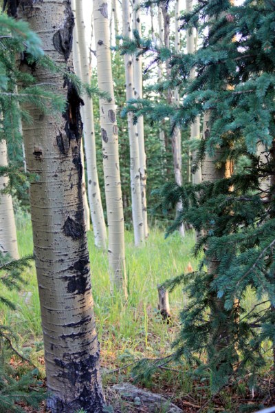 Aspens and Colorado Blue Spruce at my camp.