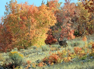 Doe a Deer: A mule deer  doe in the East Tintic Mountains
