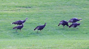 Wild turkeys at Timp Lodge near Sundance. And I'm not talking about students, either.