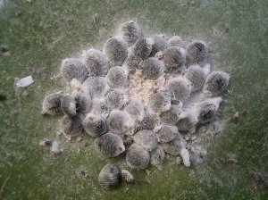 Cochineal insects living on large cacti. The female insects are sessile, attaching themselves permanently to the cactus and extruding a waxy coating to prevent dehydration. The carminic acid helps to ward off predators.
