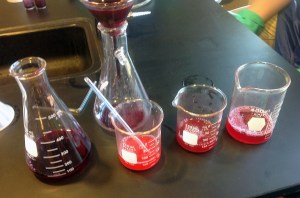 Samples of cochineal dye solutions. Cochineal is a sessile insect that lives on prickly pear cactus in Mexico and South America. It is collected, dried, and crushed to make carmine dye.