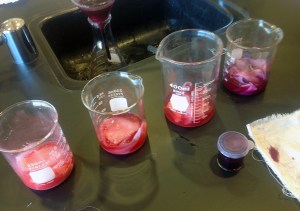 Solutions of cochineal (carmine) dye. To create the different hues of red, tartaric acid was added.