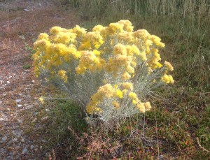 Rabbitbrush, Ericameria nauseosa. The flowers make an excellent yellow dye.