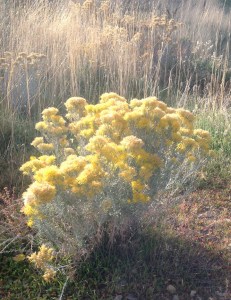 Rabbitbrush grows in poor soils and is one of the first plants to colonize disturbed areas.