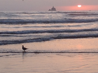 Sunset seagull 1