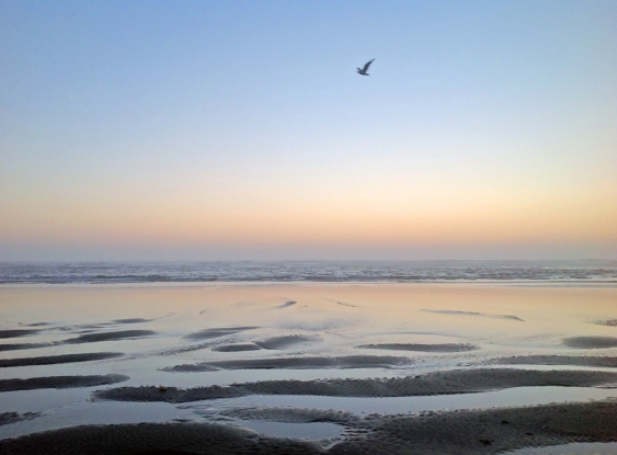 Sunset Seagull 2