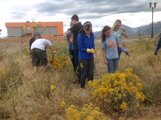 collecting-rabbitbrush