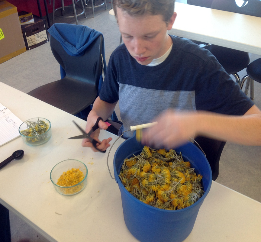 cutting-rabbitbrush-blossoms
