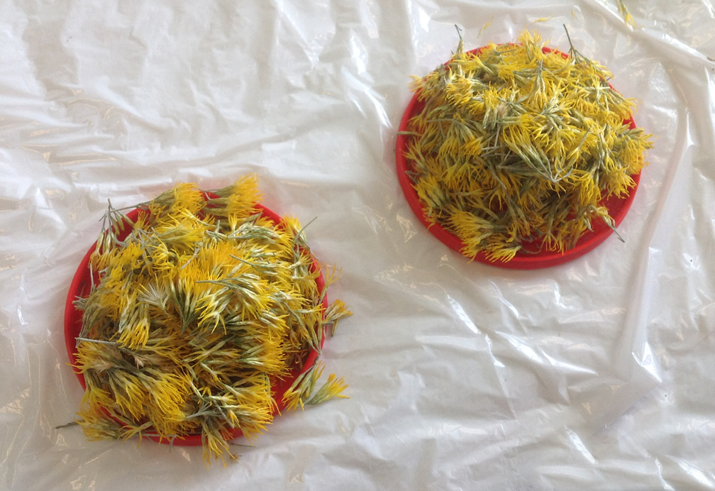 rabbitbrush-blossoms