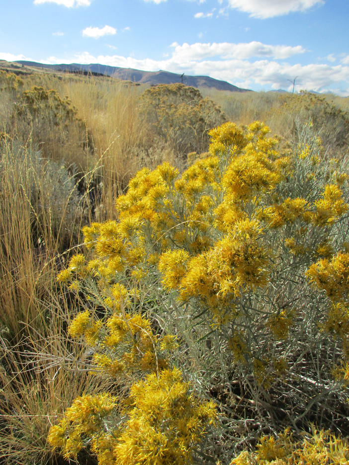 rabbitbrush-with-mountain