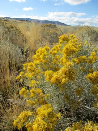 rabbitbrush-with-mountain
