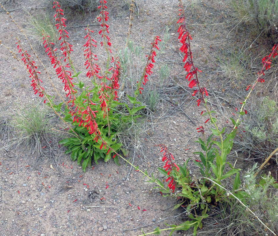 Not woad - but pretty