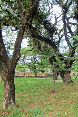 Banjarmasin trees