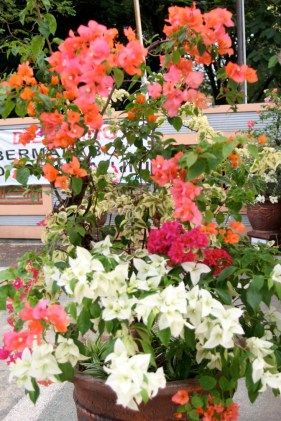 Bougainvillea colors