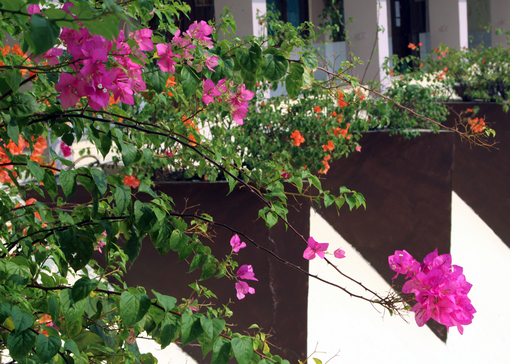 Bougainvillea