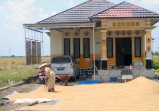 Drying rice in front of house