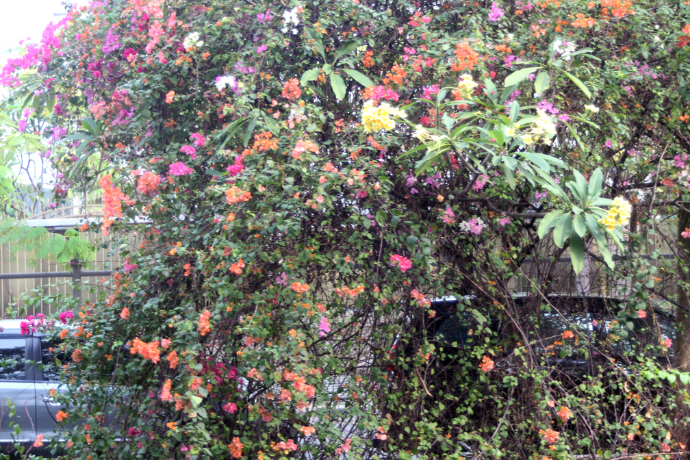Flowering bushes