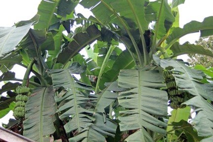 Banana trees