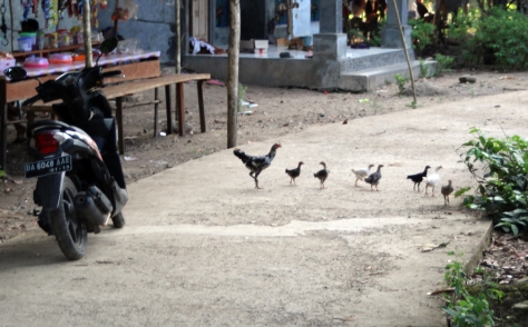 Chickens crossing road