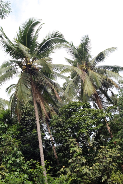 Coconut canopy