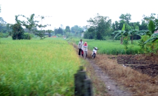 Early morniing rice field