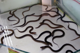 Eel infested water