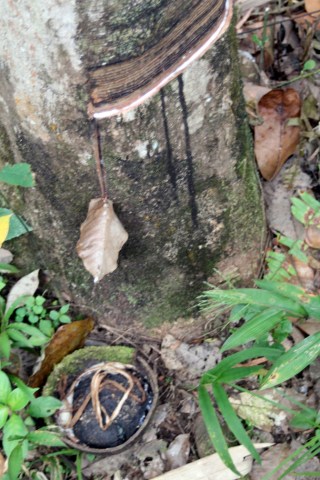 Latex drips off leaf