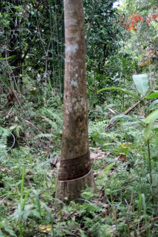 Mature rubber tree with slits