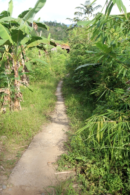 Narrow path into jungle