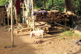 Pig and dog and chicken