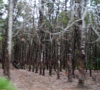 Rubber plantation