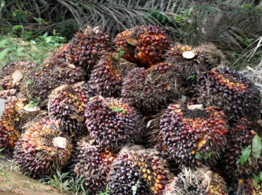 Snake fruit pile
