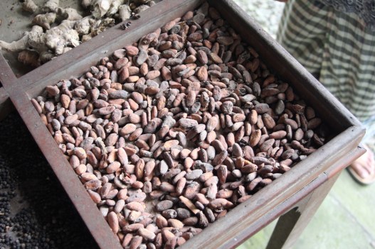 Cacao beans