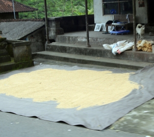 Drying rice