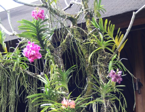 Flowers at safari park