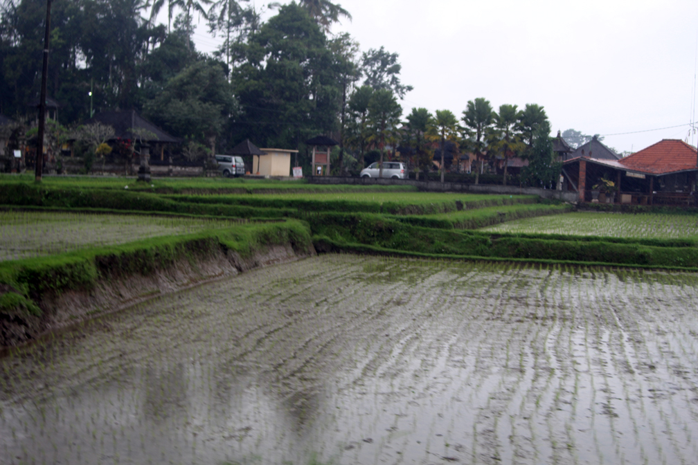 Planting Rice | The Elements Unearthed