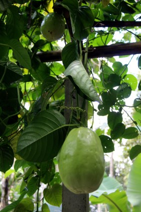 Indonesian passion fruit