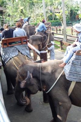 Loading the elephants