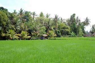 Lush green rice field