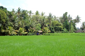 Lush green rice field