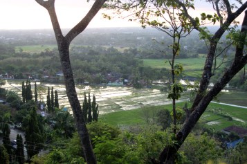 New rice from hilltop