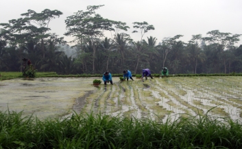Planting rice in the rain