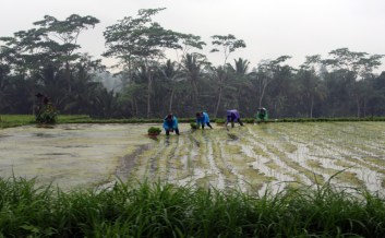 Planting rice in the rain