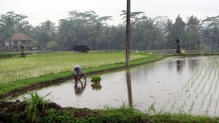 Planting rice